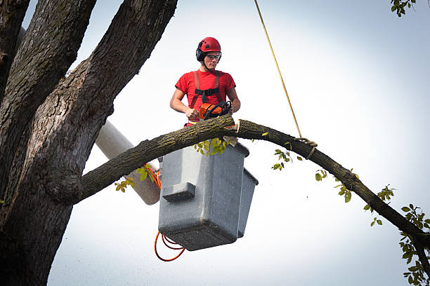 Best Tree and Shrub Care  in Rocklin, CA